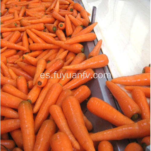Nueva zanahoria roja fresca de alta calidad nueva cosecha